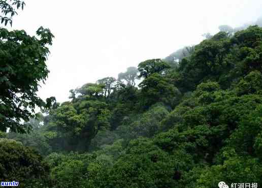 景谷县苦竹山，探秘云南景谷县苦竹山：神秘的原始森林和丰富生物多样性