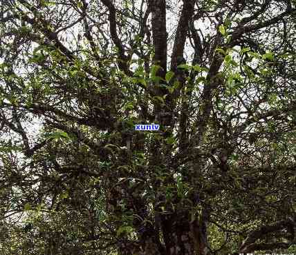 景谷县苦竹山，探秘云南景谷县苦竹山：神秘的原始森林和丰富生物多样性