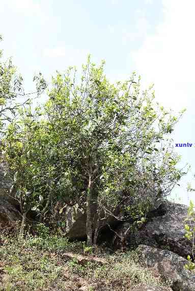 临沧地区全部古树茶-临沧地区全部古树茶有哪些