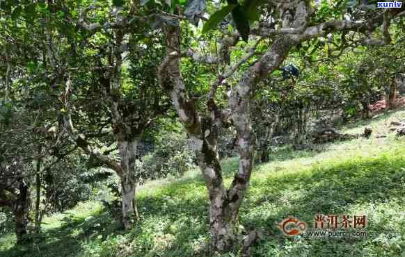 深入解析：勐库古树茶的口感特点与特点