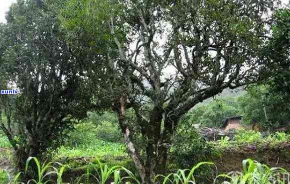 勐竹子古树茶特点，探秘勐竹子：古树茶的独特魅力与特点