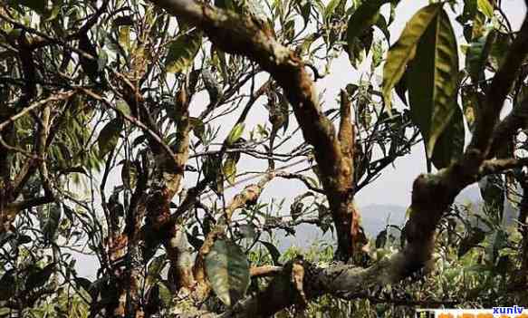 南糯山多依寨古树茶-南糯山多依寨古树茶价格