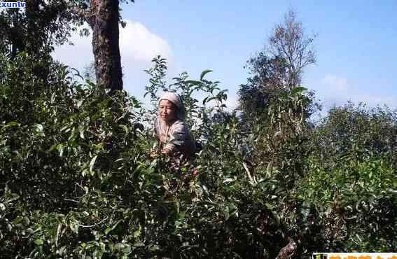 南糯山多依寨古树茶-南糯山多依寨古树茶价格