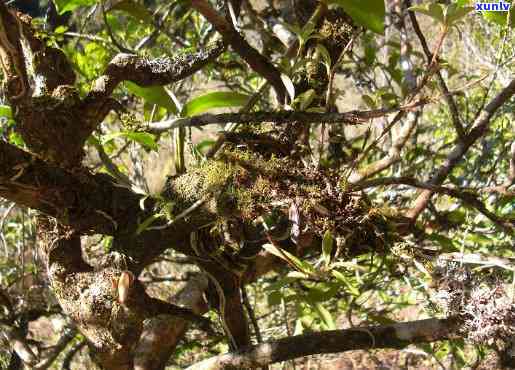 云南野生古茶树，探寻云南野生古茶树：历、文化和科学价值