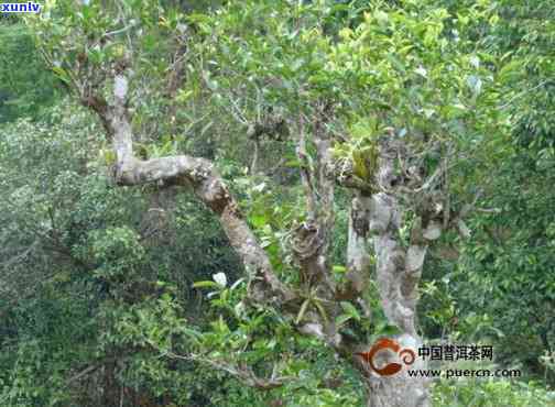 云南野生古茶树，探寻云南野生古茶树：历、文化和科学价值