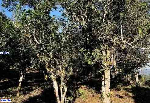 邦崴古树茶地理位置，探寻云南宝藏：揭秘邦崴古树茶的神秘地理位置