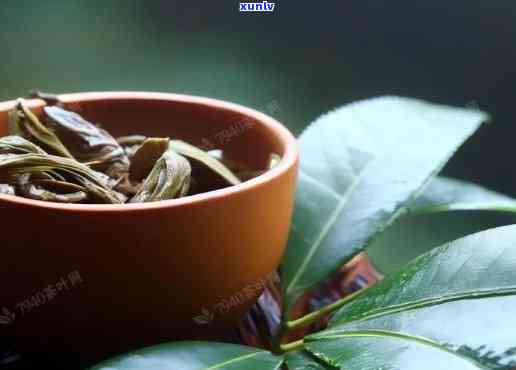 为什么叫雨林古树茶-为什么叫雨林古树茶呢