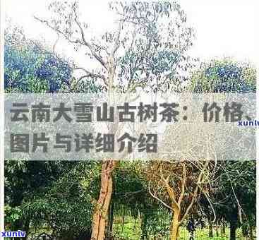 云南永德古树普洱茶价格全解析