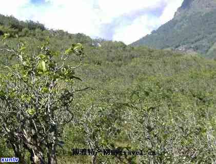 云南省永德县古树茶-云南省永德县古树茶厂地址