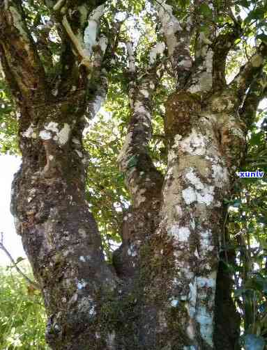 凤庆千年古茶树：探索其独特地理位置与口感