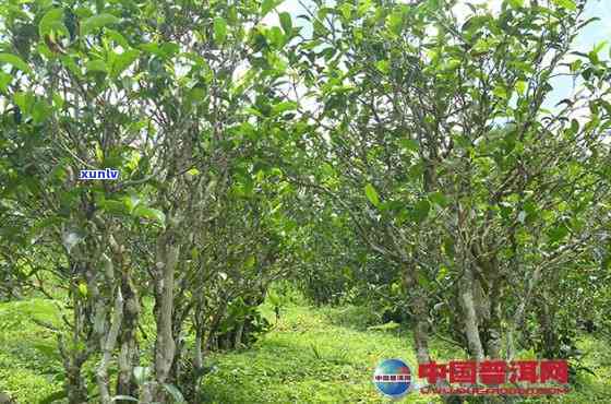 格朗和南糯山古树茶-格朗和南糯山古树茶哪个好喝