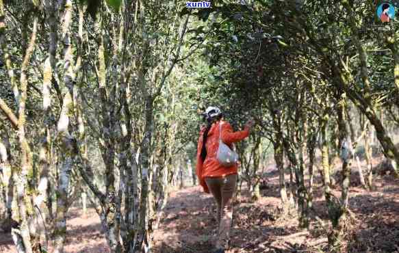 探索世界上更大古树茶：品种、年龄与产地