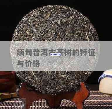 澜沧邦崴古树茶价格及特点全解析