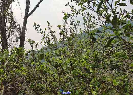 澜沧邦崴古树茶价格及特点全解析