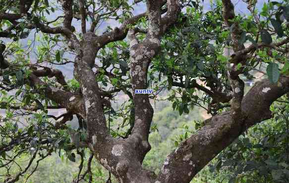 澜沧04邦崴古树茶-澜沧邦崴古树茶特点