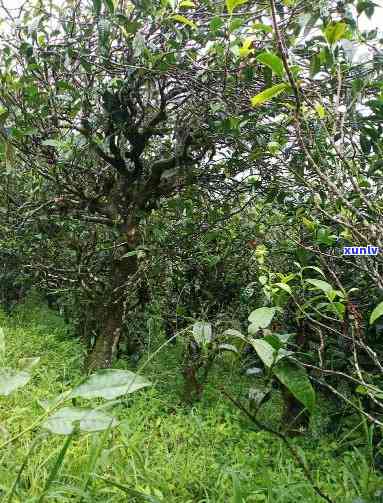 临沧双江勐库古树茶，探秘云南古树茶：临沧双江勐库的韵味与风情