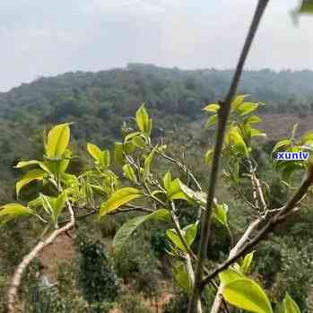 临沧双江大箐古树茶-临沧双江大箐古树茶价格表