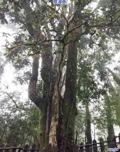 临沧双江大箐古树茶-临沧双江大箐古树茶价格表