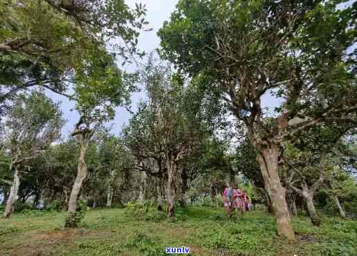 云南西双版纳千年野生古树茶：探寻其生长地与历文化