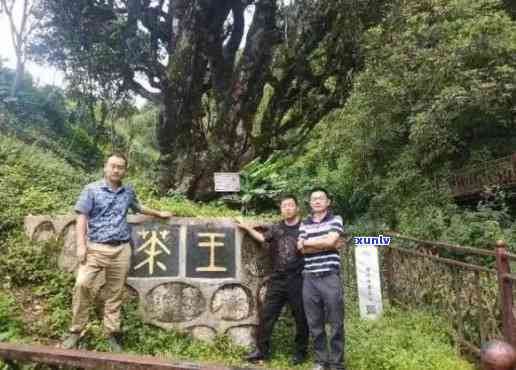 漭水古树茶：口感独特，特点明，源自千年古茶镇