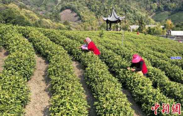 县漭水镇古茶，县漭水镇：一片叶子富一方百姓