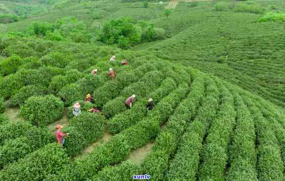 县漭水镇古茶，县漭水镇：一片叶子富一方百姓