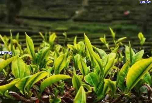 布朗山茶叶，品味大自然的馈赠：探索布朗山茶叶的独特魅力