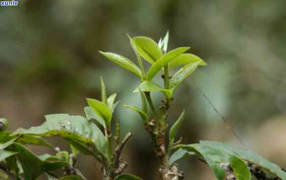 多少年的茶算古树茶类，揭秘古树茶：多少年算古树？