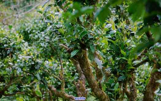 多少年的树算是古树茶，探秘古树茶：多少年的树才能被称为古树茶？