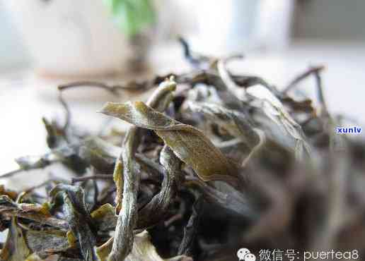 邦威老树茶：源自印尼的优质茶叶