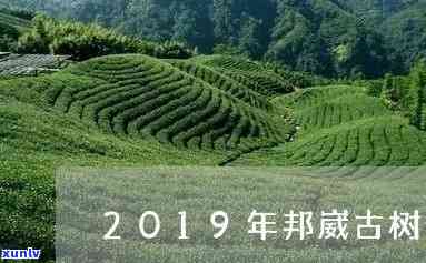 邦威佳和千年古树茶-邦威佳和千年古树茶哪个好