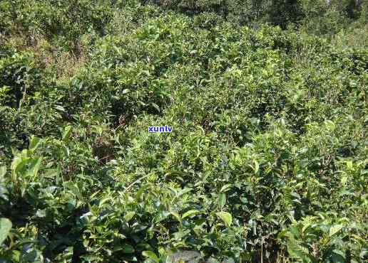 深入了解布朗坝卡囡纯料古树茶的特点及价格