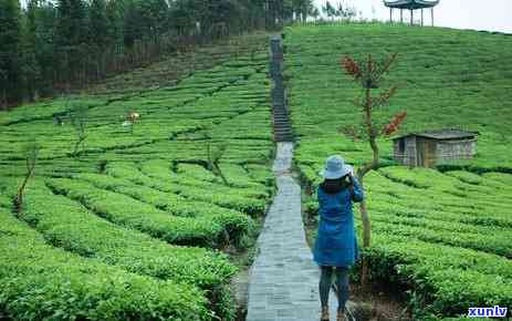 云南腾冲野生古树茶-云南腾冲野生古树茶怎么样