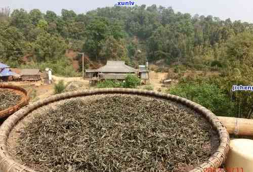 勐海早春茶厂，品味春天的之一杯茶：探访勐海早春茶厂