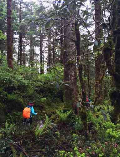 探索高贡山野生植物：种类、分布与保护背景