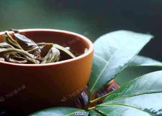 江买的雨林古树茶-江买的雨林古树茶是真的吗