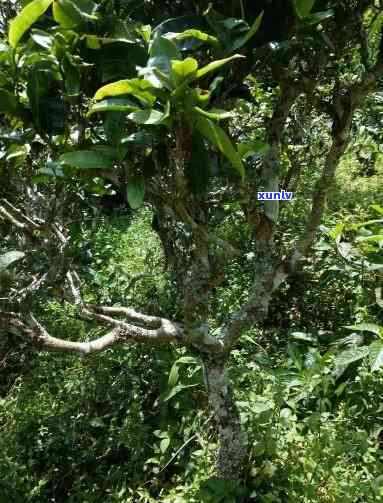 探寻老挝400年古树茶：茶园位置与历考究