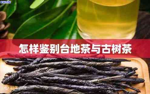 台古树茶价格，探寻台古树茶的珍贵价值：价格解析与品鉴指南