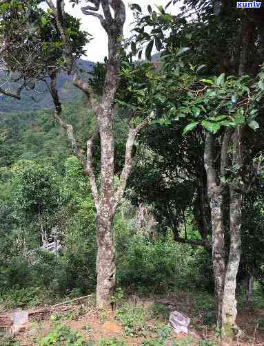 老挝赛高山古树茶-老挝 赛