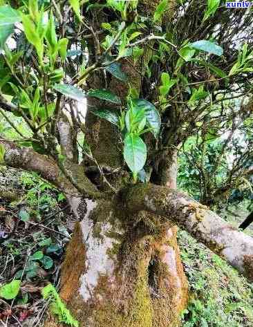 3000年的古树茶-3000年古树茶多少钱一斤