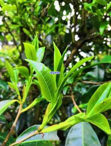 德宏州的古树茶是哪种，探秘德宏州：寻找更优质的古树茶品种