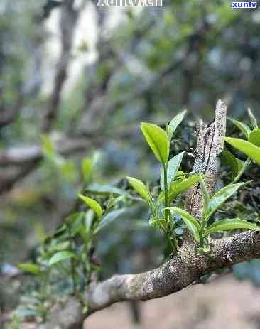 雨林古树茶视频，探索神秘雨林：品味古老古树茶的独特魅力