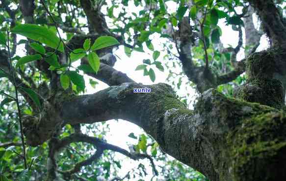 雨林古树茶视频，探索神秘雨林：品味古老古树茶的独特魅力