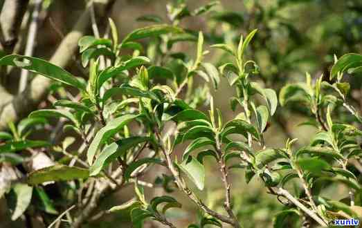 太极村古茶树：探索其历与图片全览