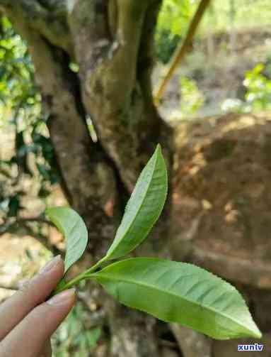 小户赛古树茶属于哪类茶，探秘小户赛古树茶：了解其所属的茶类