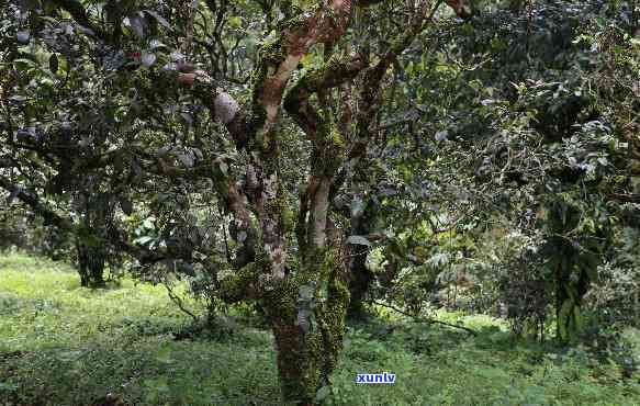 小户赛茶王地古树茶-小户赛古树茶特点产地