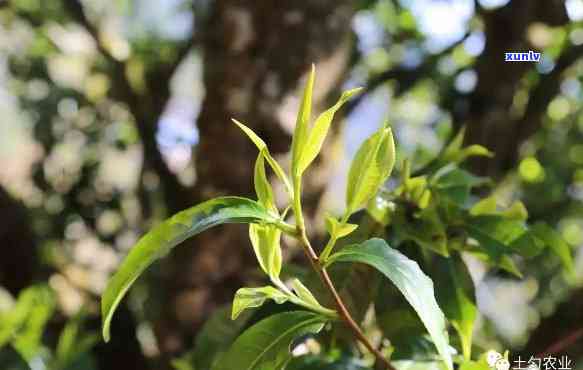 云南临沧千年古树茶地址在哪里，探寻千年古树茶的韵味：云南临沧古树茶地址全攻略