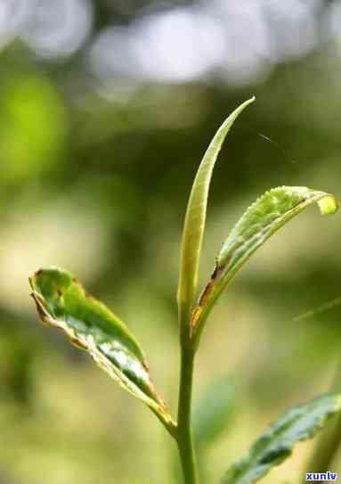 曼撒茶叶，探索曼撒茶叶的神秘世界：一种独特的中国茶文化