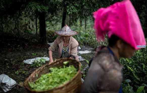 曼撒茶叶，探索曼撒茶叶的神秘世界：一种独特的中国茶文化