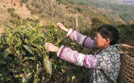 曼撒500年古树茶-曼撒古树茶价格